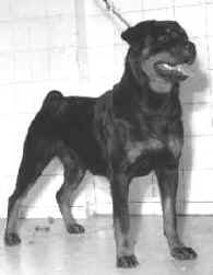 arrabella.jpg (5300 bytes)