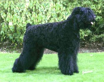 barnesoka.jpg (21047 bytes)