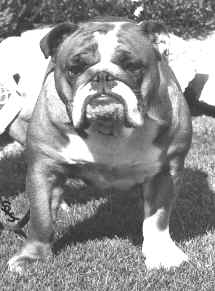 bodicea.jpg (9100 bytes)