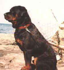 chieftain.jpg (6461 bytes)