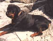 chieftain2.jpg (5647 bytes)