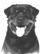 enforcersmall.jpg (2629 bytes)