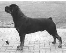 enforcer2.jpg (4187 bytes)