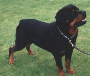 hismastersvoice1.jpg (9679 bytes)