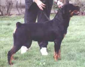 knave.jpg (7554 bytes)