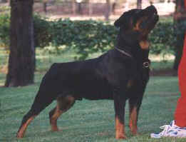 terminalvelocity.jpg (8359 bytes)