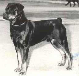 warrior.jpg (10160 bytes)